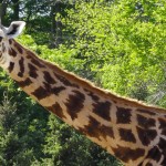 girafe au zoo de la Bourbansais
