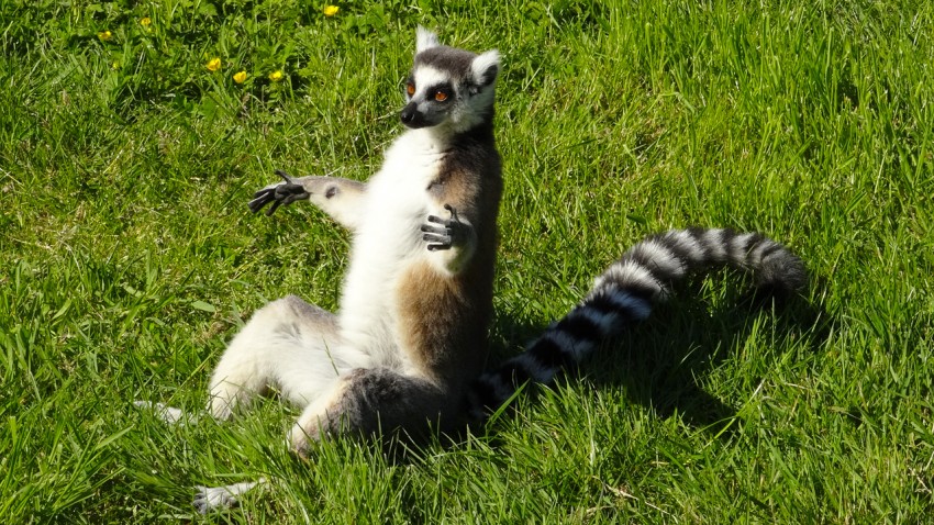 le lémurien au zoo de la Bourbansais