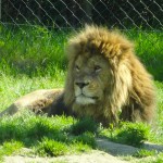 Lion au zoo de la Bourbansais