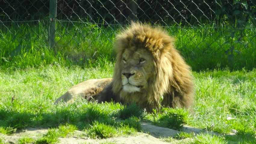 Lion au zoo de la Bourbansais