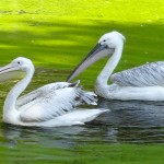 pélican au zoo de la Bourbansais