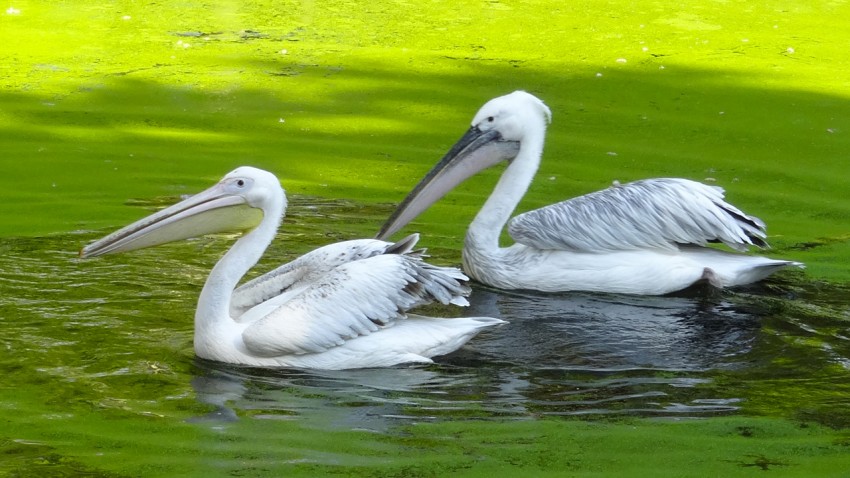 pélican au zoo de la Bourbansais