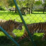 Les tigres au Domaine de la Bourbansais