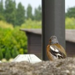 oiseau chante au golf de Saint-Malo