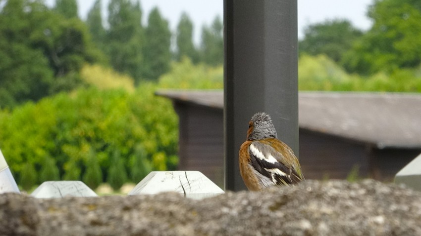 oiseau chante au golf de Saint-Malo