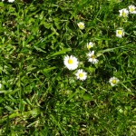 fleur de printemps en Bretagne