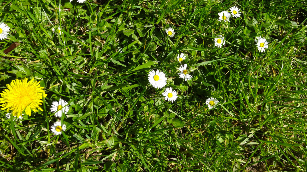 fleur de printemps en Bretagne