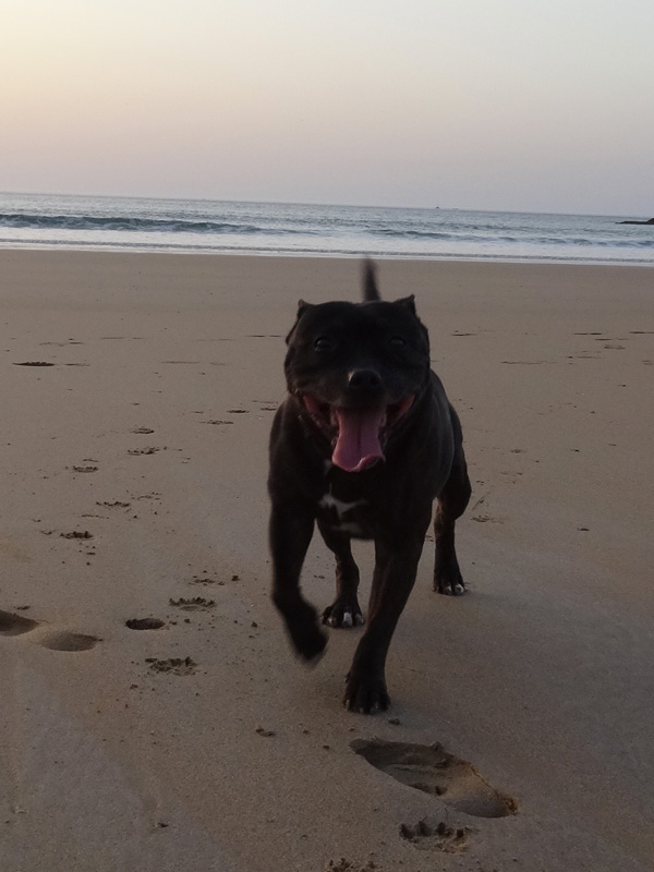 Tao sur sa plage, Rochebonne, Saint-Malo