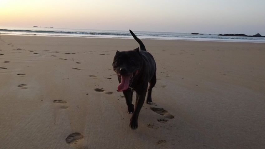 stafforshire bull terrier à Saint-Malo