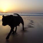 tao mon staffie de la lune de sang