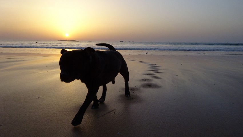 tao mon staffie de la lune de sang