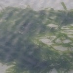 algues vertes à Saint-Malo