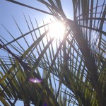 soleil dans les palmiers du Domaine des Ormes