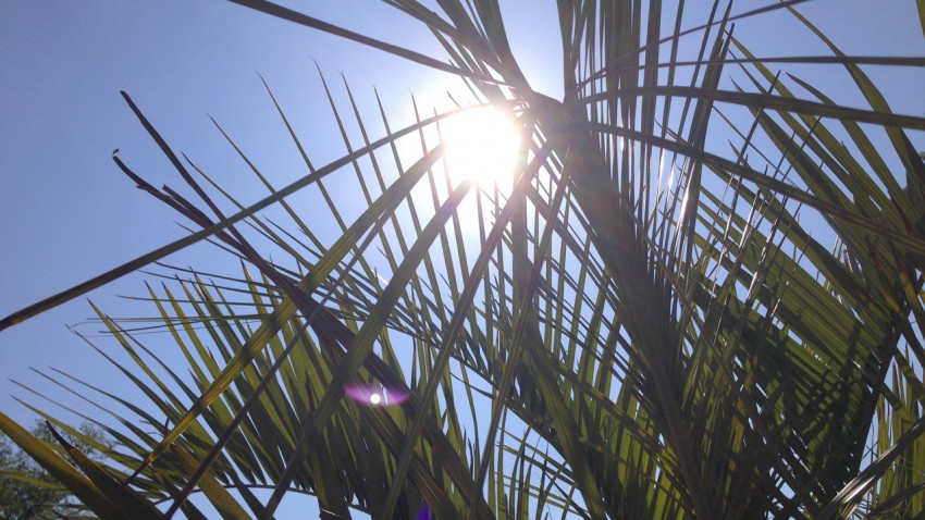 soleil dans les palmiers du Domaine des Ormes