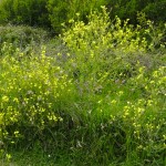 le printemps en Bretagne