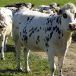 lait de vache pour les glaces du Sanchez