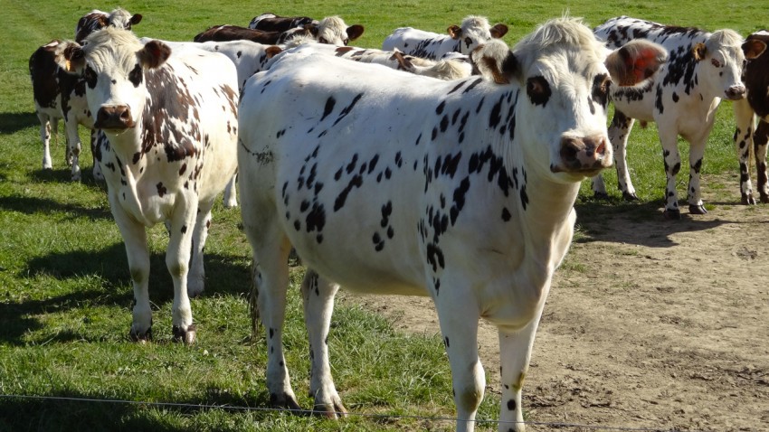 lait de vache pour les glaces du Sanchez