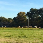 les vaches en campagne Bretonne
