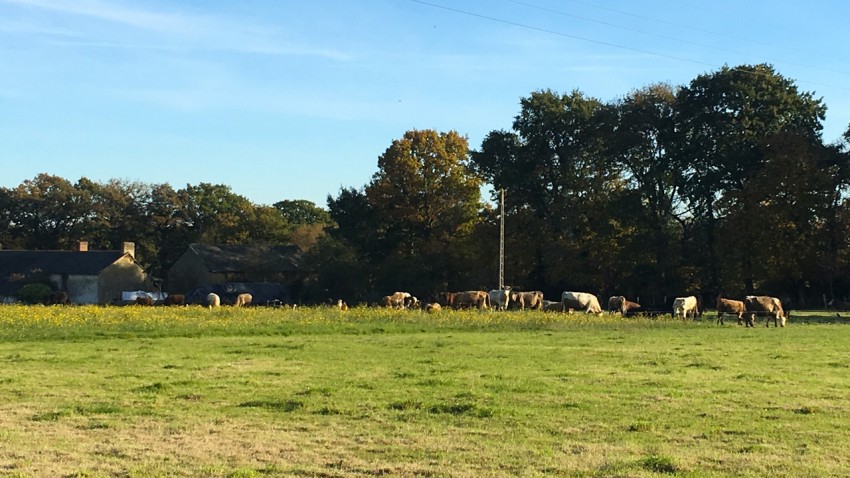 les vaches en campagne Bretonne