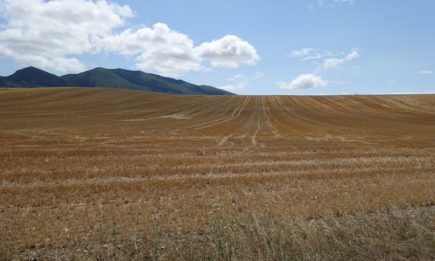 champ de blé en espagne