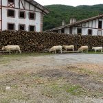 vaches en liberté dans les montagnes