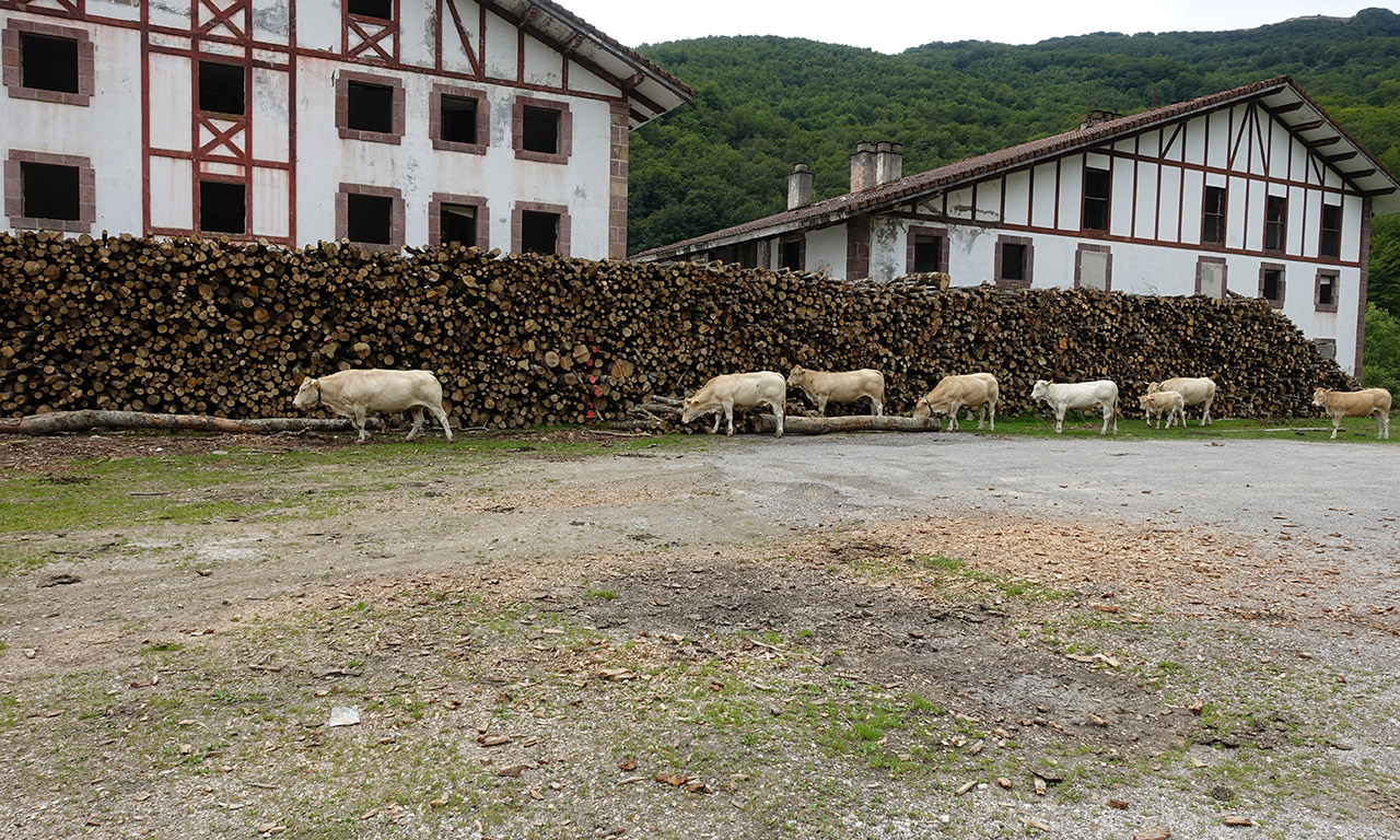 vaches en liberté dans les montagnes