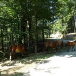 les chevaux en liberté dans les Pyrénées