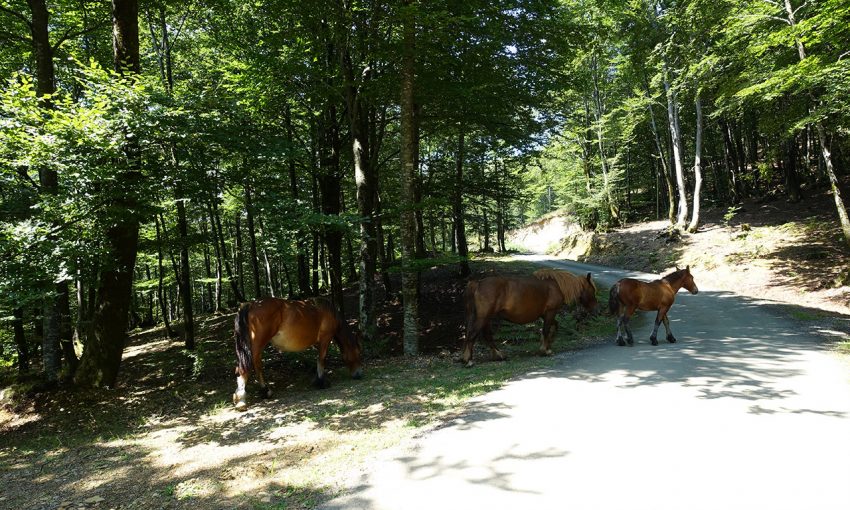 les chevaux en liberté dans les Pyrénées