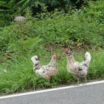 les poules en Espagne