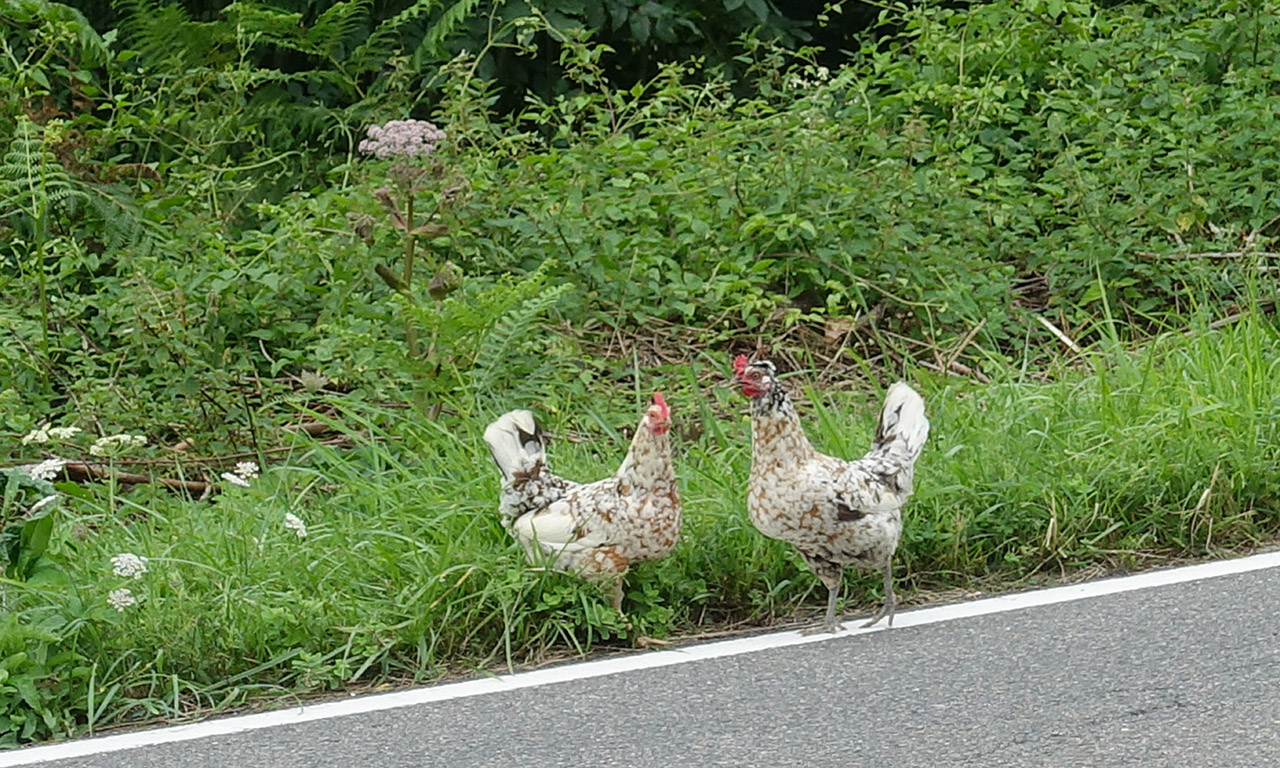 les poules en Espagne