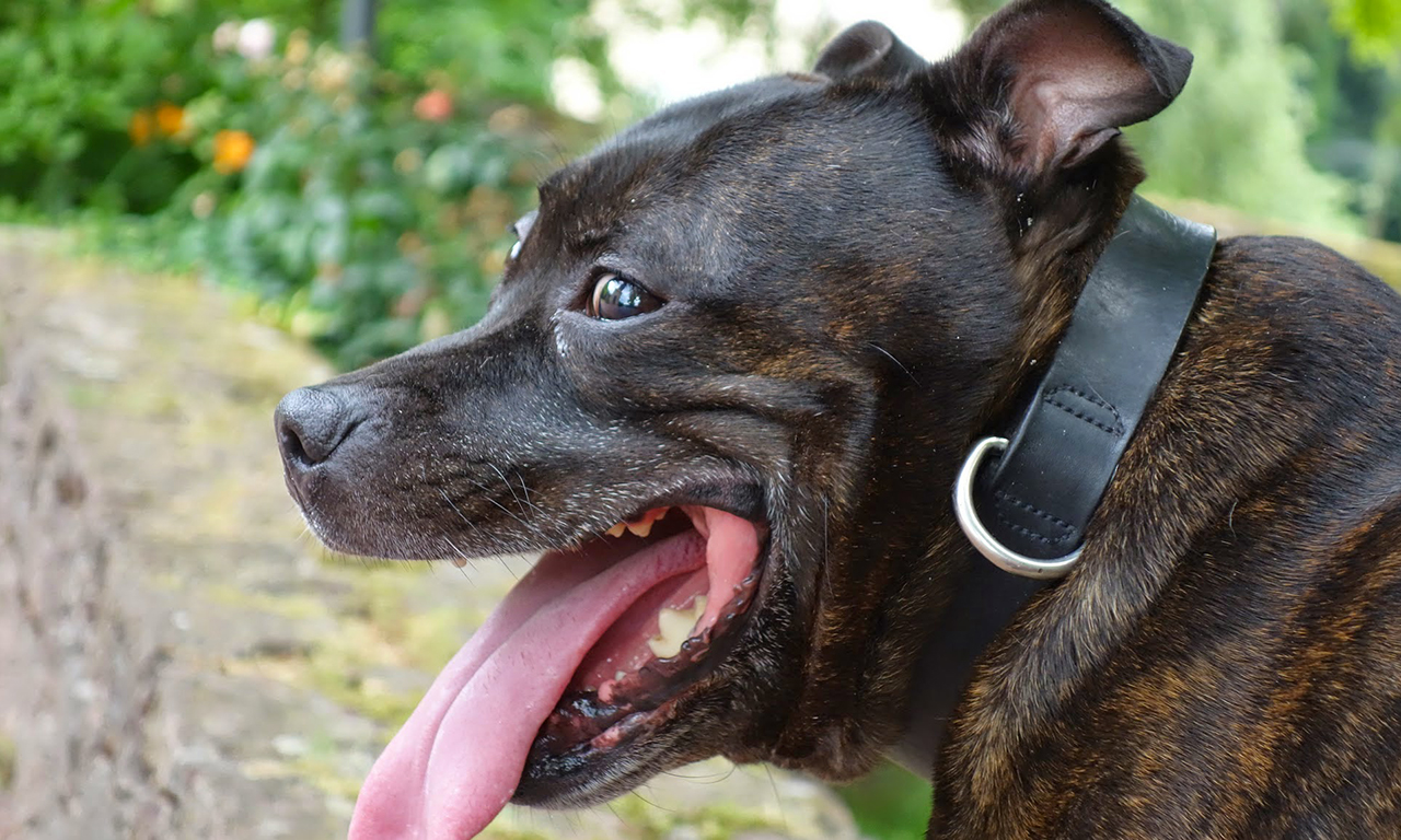 Tao Boy, Staffordshire Bull Terrier