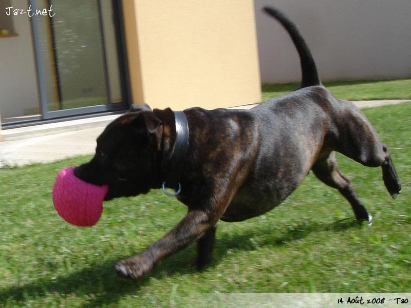 Tao et sa balle rose !