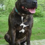 Staffordshire Bull Terrier