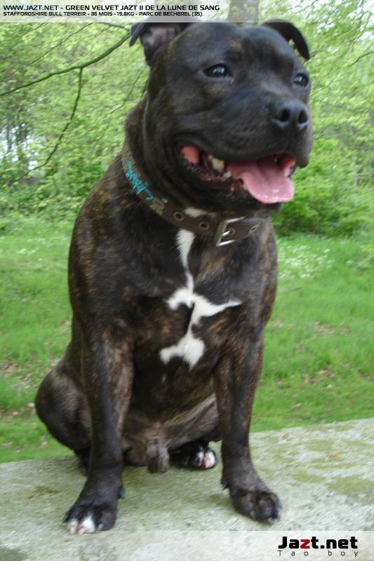 Staffordshire Bull Terrier