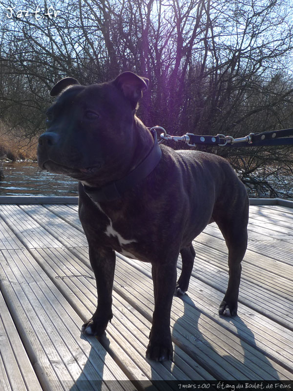 le plus beau des staffies c'est Tao 