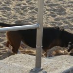 Chien sur la plage de Biarritz