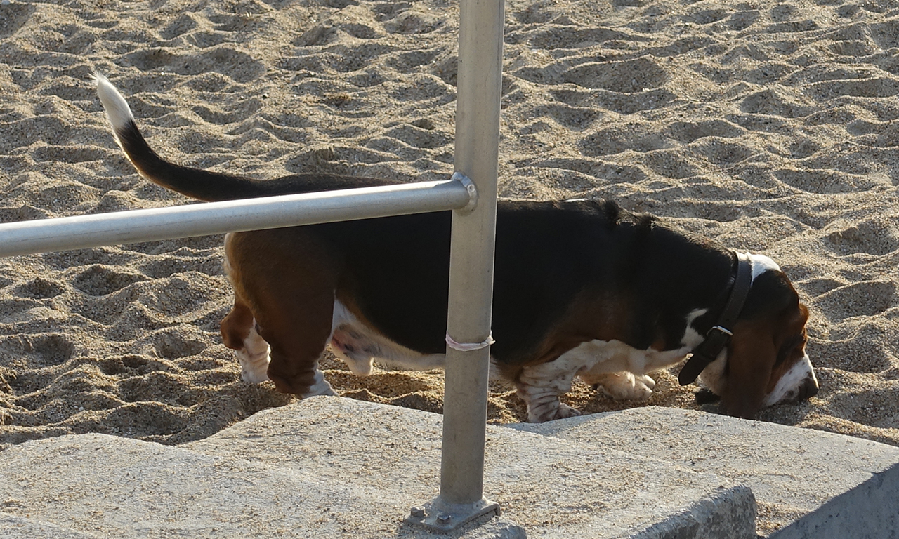 Chien sur la plage de Biarritz