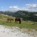 chevaux sauvages dans les montagnes