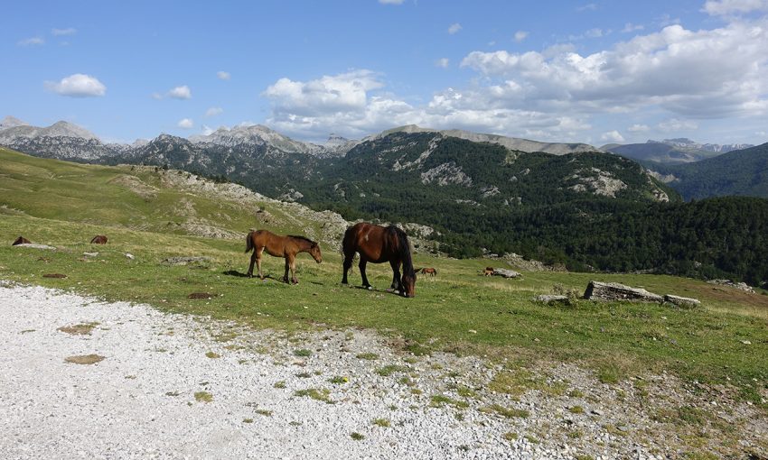 chevaux sauvages dans les montagnes