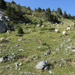 troupeaux dans les montagnes avec des clochettes, quelle belle musique