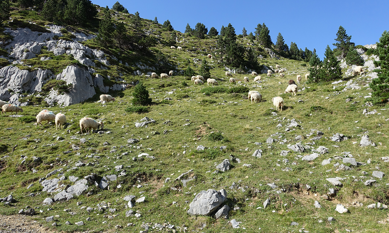 troupeaux dans les montagnes avec des clochettes, quelle belle musique