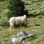 brebis au milieu des montagnes