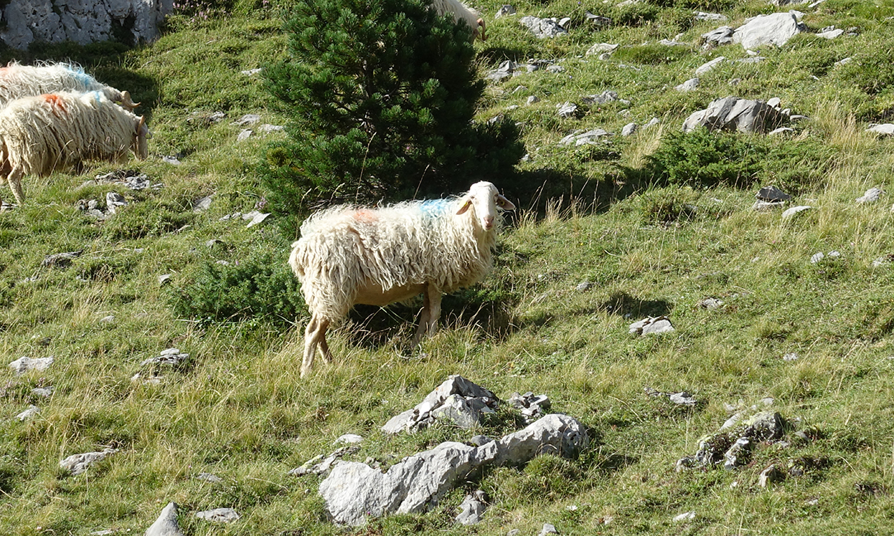 brebis au milieu des montagnes