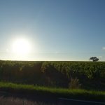 couche de soleil sur la vigne