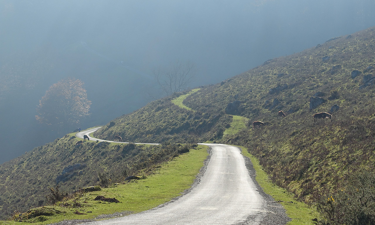 Les pottoks dans les Pyrénées