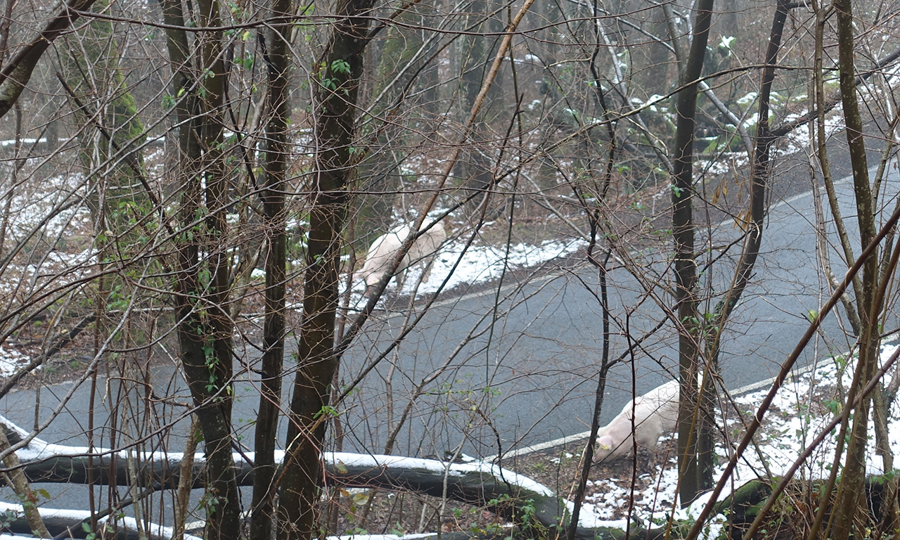 croiser des cochons sur la route