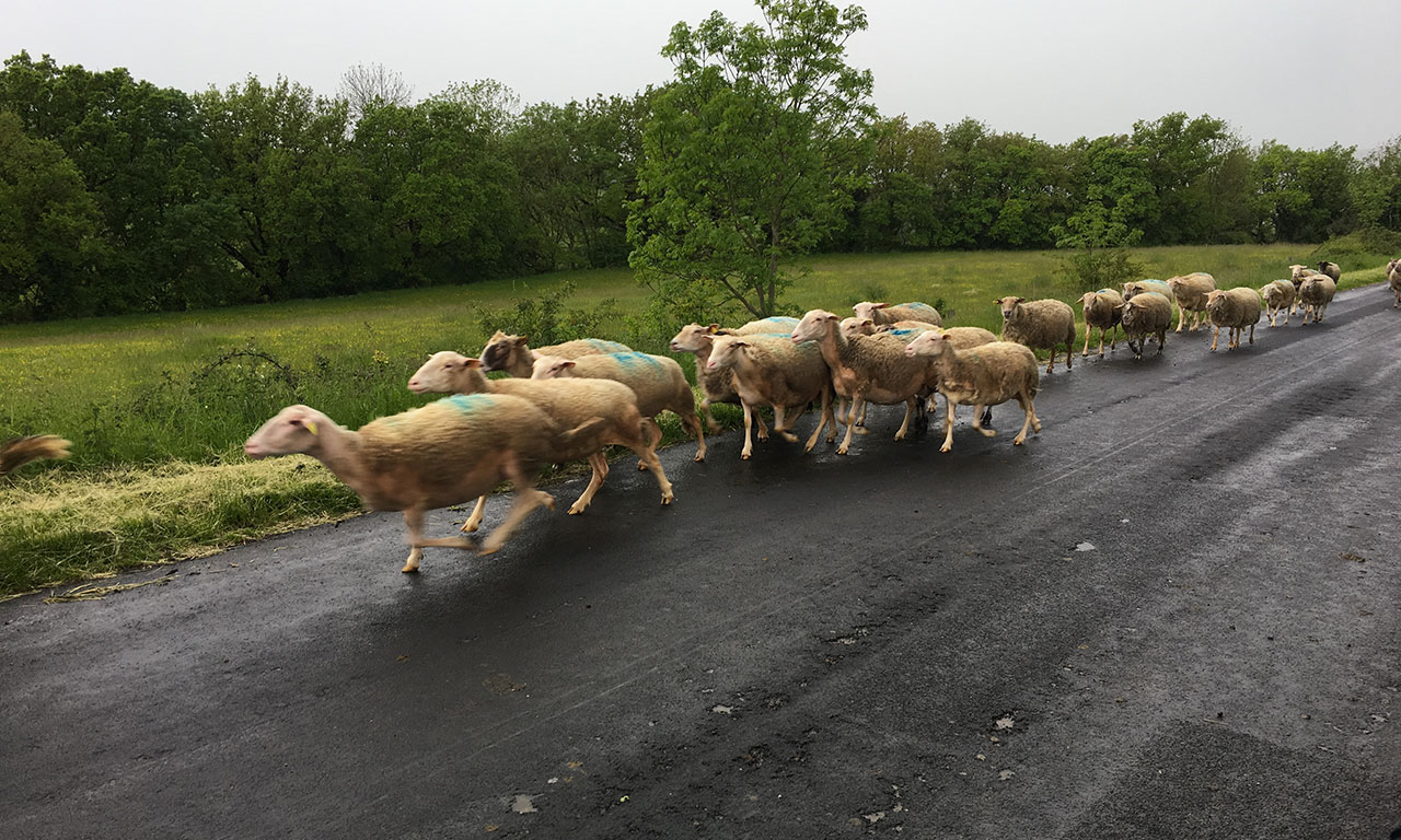 Troupeau d'agneaux à Vimenet