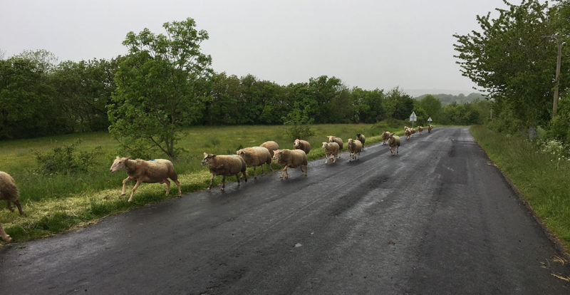 Vimenet et son troupeau d'agneau