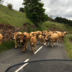 Croiser un troupeau de vache sur la route