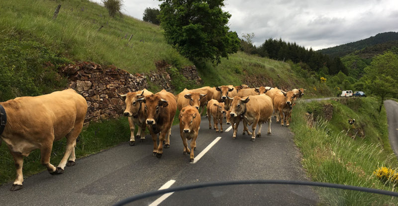 Croiser un troupeau de vache sur la route